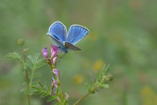 okgzl Amanda (Polyommatus amandus)