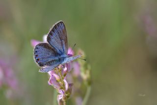 okgzl Amanda (Polyommatus amandus)
