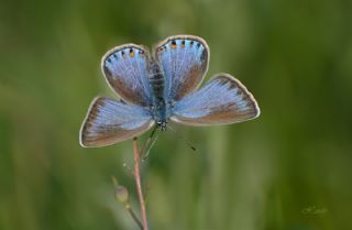 okgzl Amanda (Polyommatus amandus)