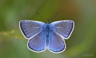 okgzl Amanda (Polyommatus amandus)