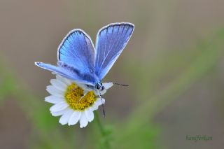 okgzl Amanda (Polyommatus amandus)