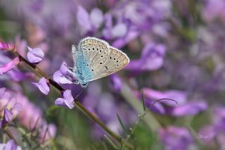 okgzl Amanda (Polyommatus amandus)