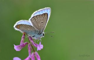 okgzl Amanda (Polyommatus amandus)