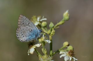 okgzl Amanda (Polyommatus amandus)