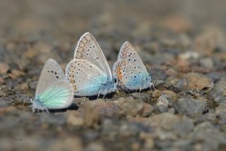 okgzl Amanda (Polyommatus amandus)
