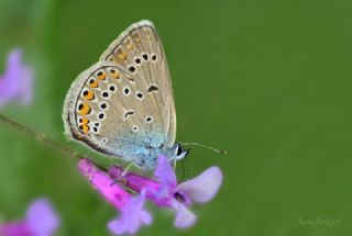 okgzl Amanda (Polyommatus amandus)