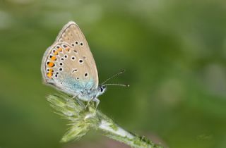 okgzl Amanda (Polyommatus amandus)