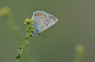 okgzl Amanda (Polyommatus amandus)