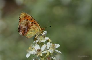 Brtlen Brentisi (Brenthis daphne)