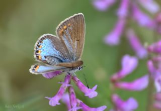 okgzl Amanda (Polyommatus amandus)