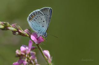 okgzl Amanda (Polyommatus amandus)