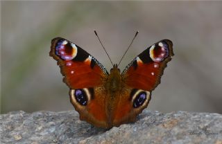 Tavus Kelebe�i&nbsp;(Inachis&nbsp;io)