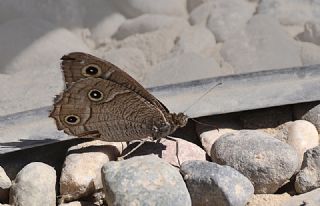 Beyaz Bandl Karamelek (Hipparchia parisatis)