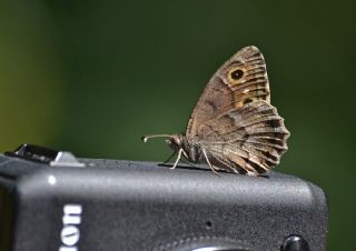 Aa Karamelei (Hipparchia statilinus)