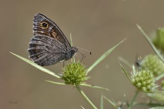 Aa Karamelei (Hipparchia statilinus)