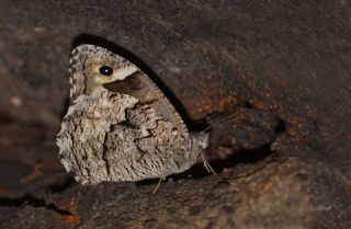 Byk Karamelek (Hipparchia syriaca)