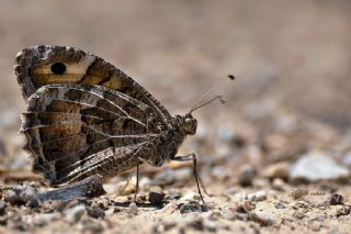 Step Cads (Chazara anthe)