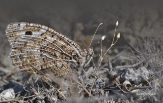 Step Cads (Chazara anthe)