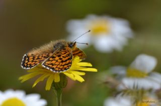 Benekli Byk parhan (Melitaea phoebe)