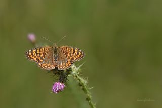 Benekli Byk parhan (Melitaea phoebe)