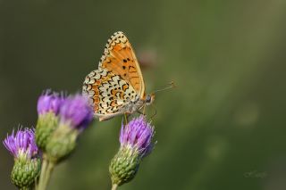 Benekli Byk parhan (Melitaea phoebe)