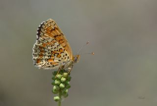 Benekli Byk parhan (Melitaea phoebe)