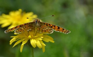 Benekli Byk parhan (Melitaea phoebe)