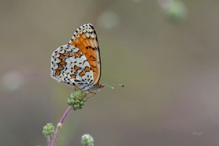 Cezayirli parhan (Melitaea ornata)