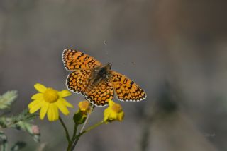 Benekli Byk parhan (Melitaea phoebe)