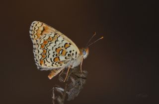 Benekli Byk parhan (Melitaea phoebe)