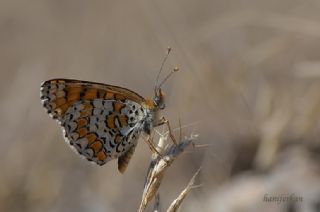 Cezayirli parhan (Melitaea ornata)