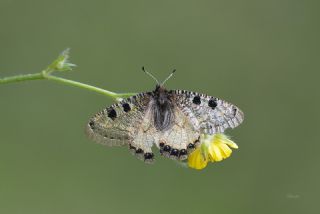 Yalanc Apollo (Archon apollinus)