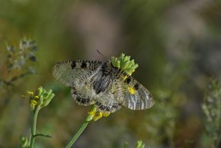 Yalanc Apollo (Archon apollinus)