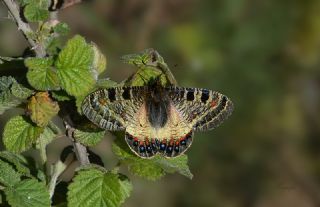 Yalanc Apollo (Archon apollinus)