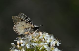 Yalanc Apollo (Archon apollinus)