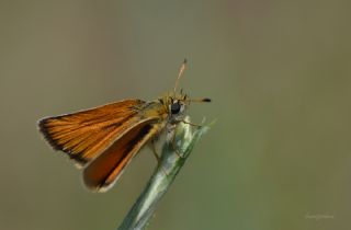 Siyah Antenli Zpzp (Thymelicus lineolus)