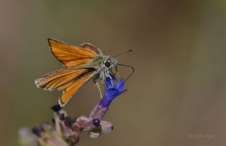 Sar Antenli Zpzp (Thymelicus sylvestris)