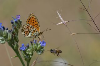 ift Noktal Brentis (Brenthis hecate)