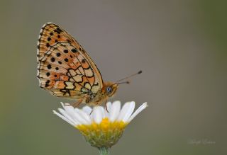 ift Noktal Brentis (Brenthis hecate)