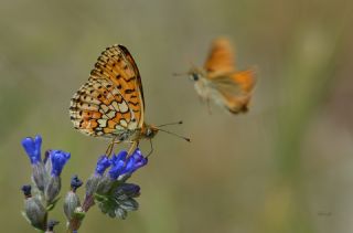 �ift Noktal� Brentis&nbsp;(Brenthis&nbsp;hecate)