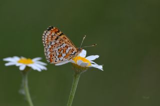 Gzel Nazuum (Euphydryas orientalis)