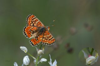 Gzel Nazuum (Euphydryas orientalis)