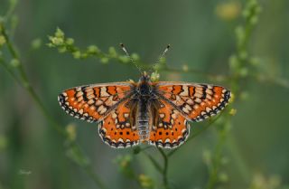 Gzel Nazuum (Euphydryas orientalis)