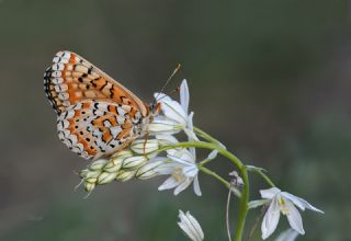 Gzel Nazuum (Euphydryas orientalis)