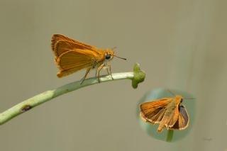 Sar Lekeli Zpzp (Thymelicus acteon)
