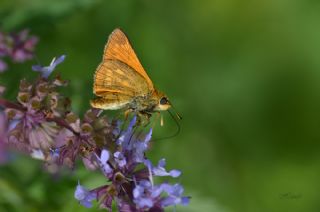 Orman Zpzp (Ochlodes sylvanus)