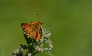 Orman Zpzp (Ochlodes sylvanus)