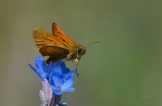 Orman Zpzp (Ochlodes sylvanus)