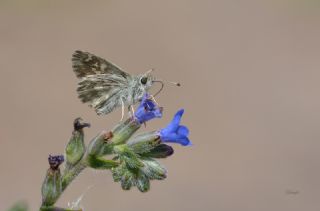 ark Zpzp (Carcharodus orientalis)