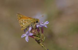 Gm Benekli Zpzp (Hesperia comma)